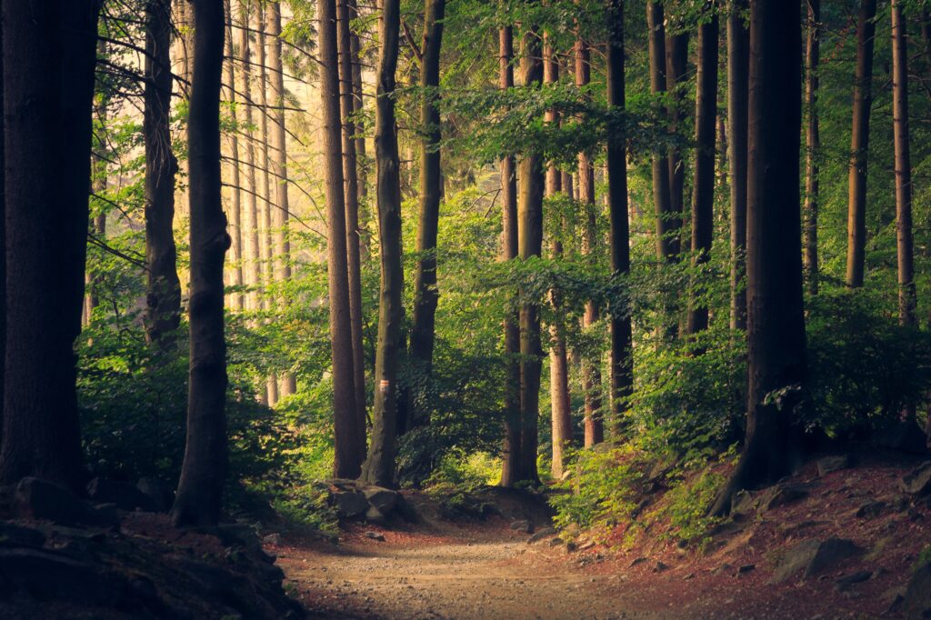 un sentier dans une forêt ensoleillé