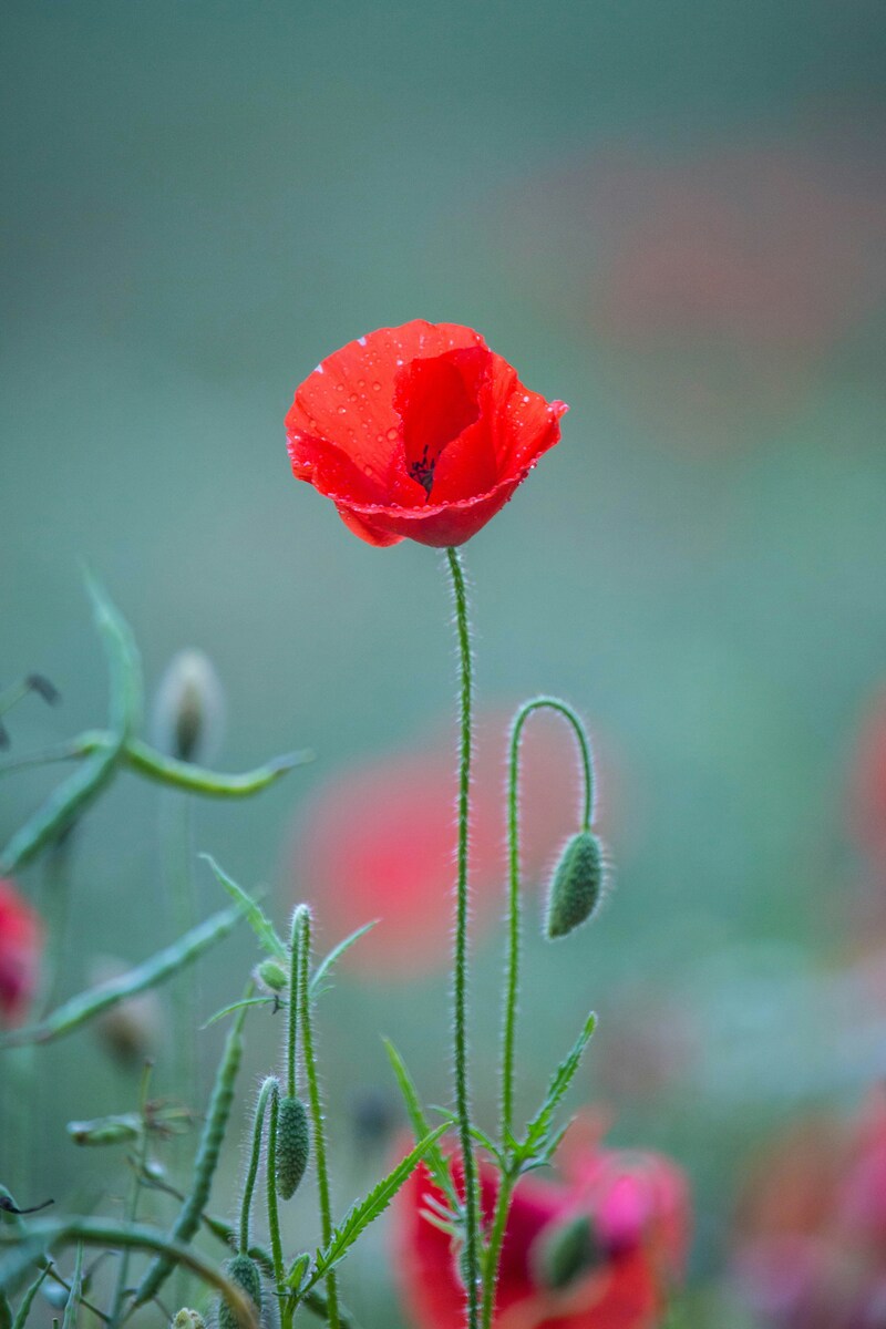 coquelicot