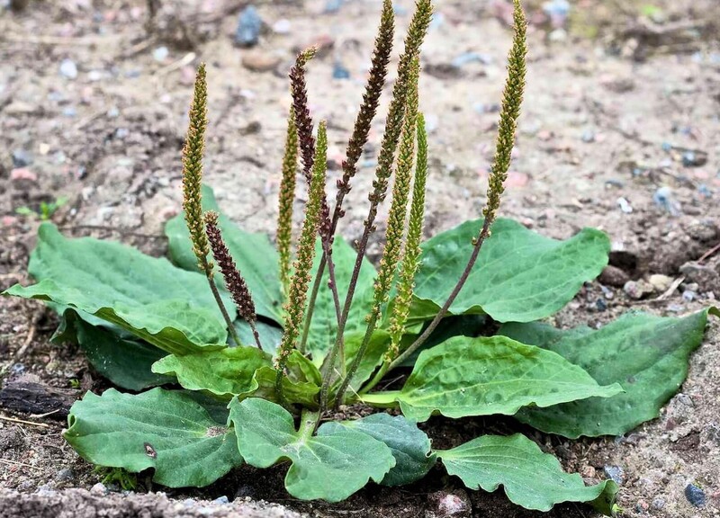 le plantain