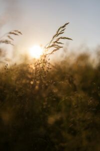 plante sauvage au soleil