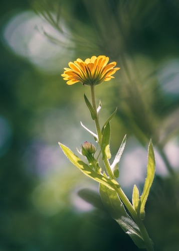 fleur jaune